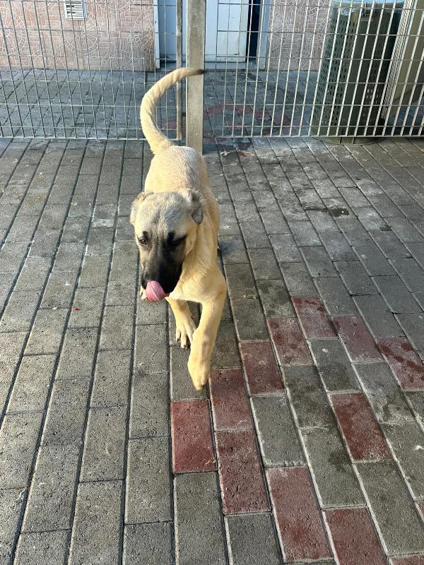 ATHENA E PATRA KANGAL Foto 4